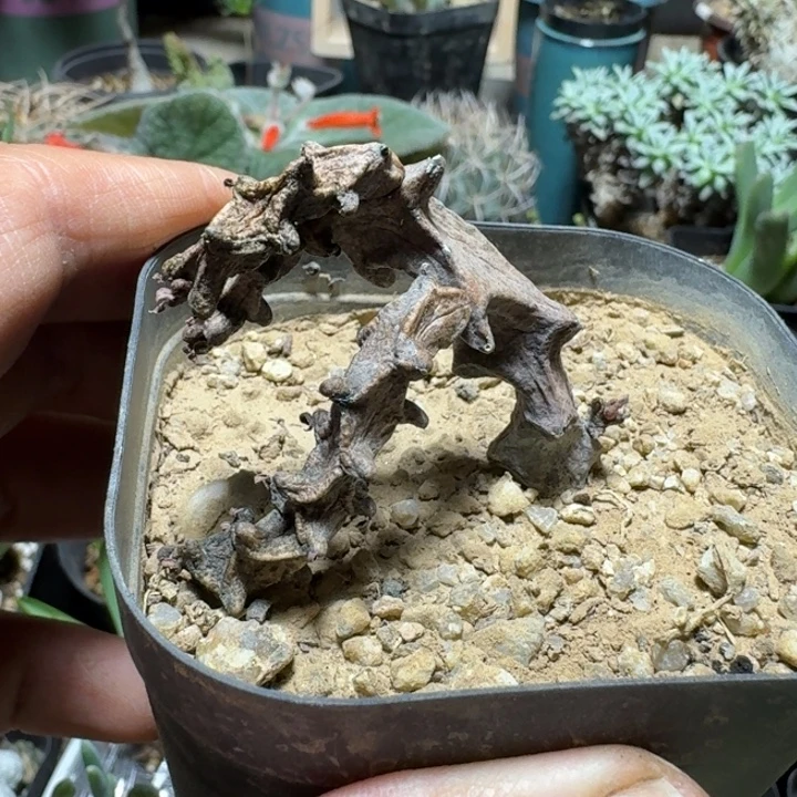 608武腊泉花脱土发货