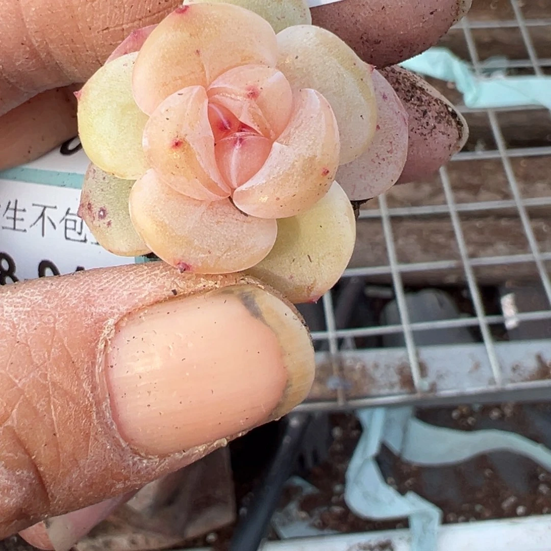 小卡拉米糖心一物一拍18-46