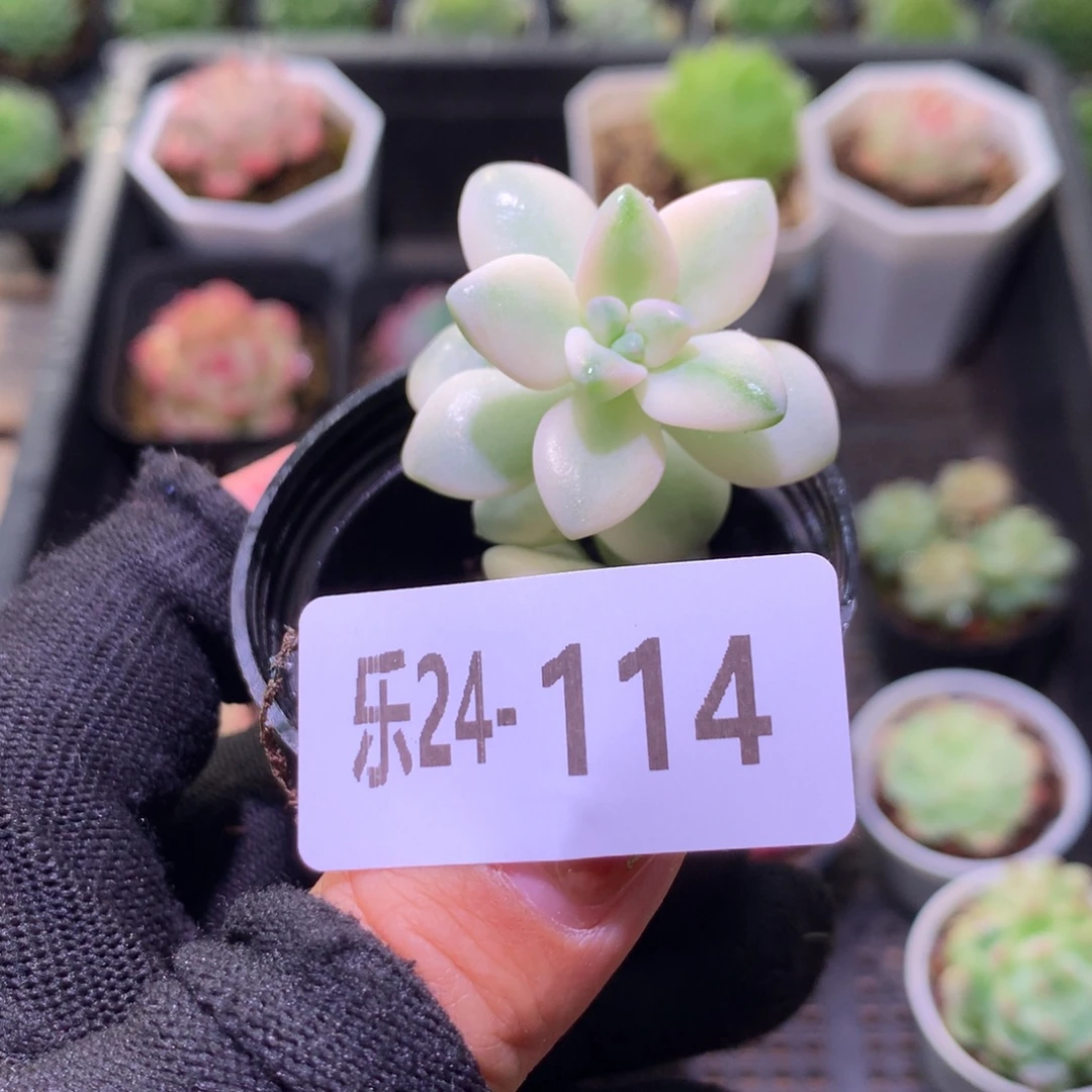 乐然24-114 美杏锦