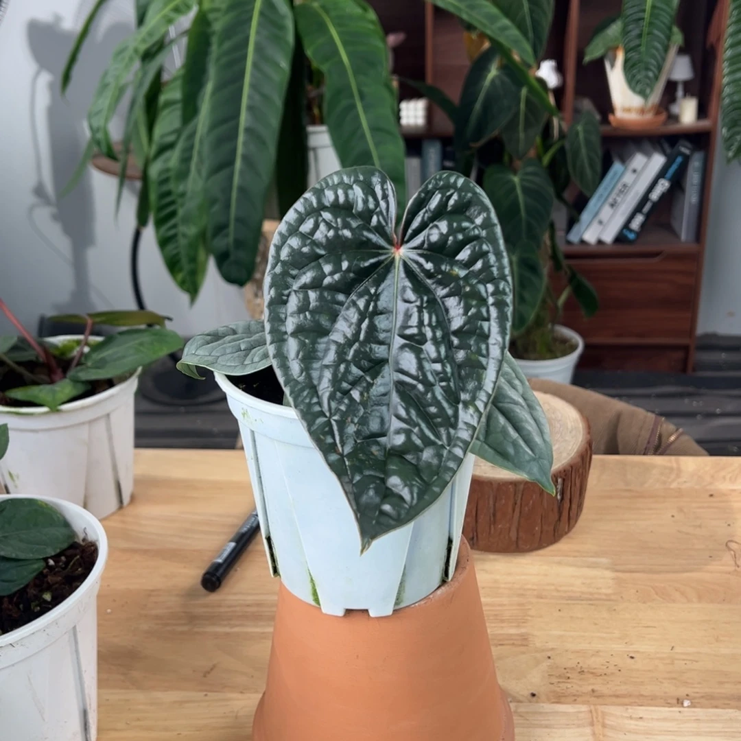 完全开放奢华花烛叶长15