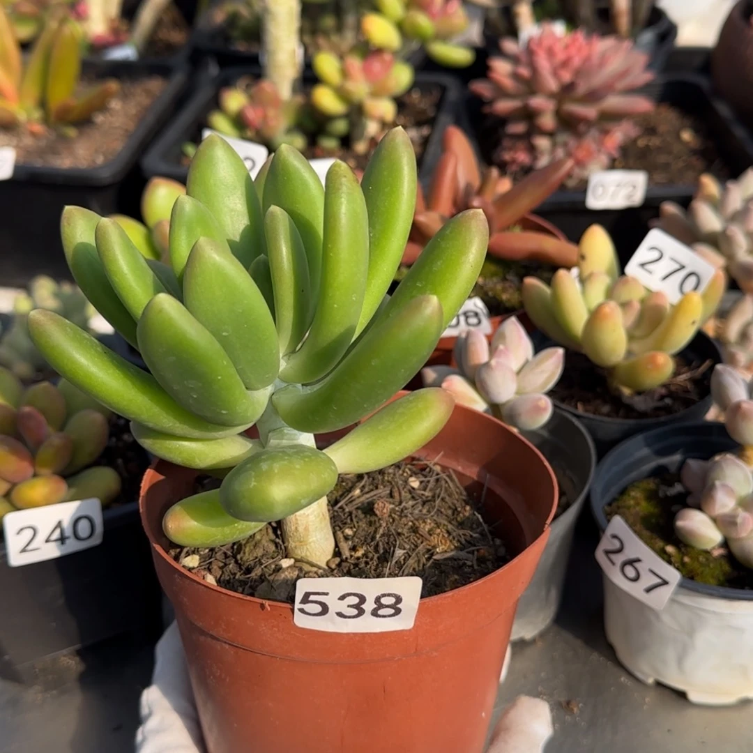 我***山538号一物一拍一物一拍一物一拍