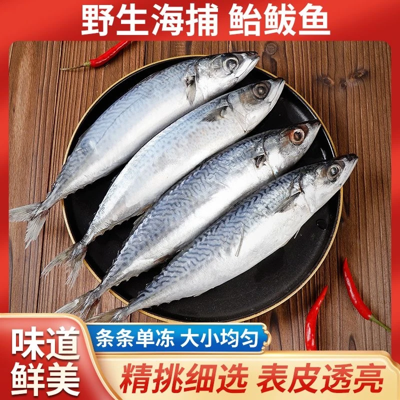 新鲜海捕鲐鲅鱼 速冻锁鲜冷链直发