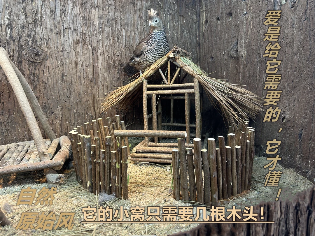 手工鸡窝饲养箱造景篱笆小房子松针小窝