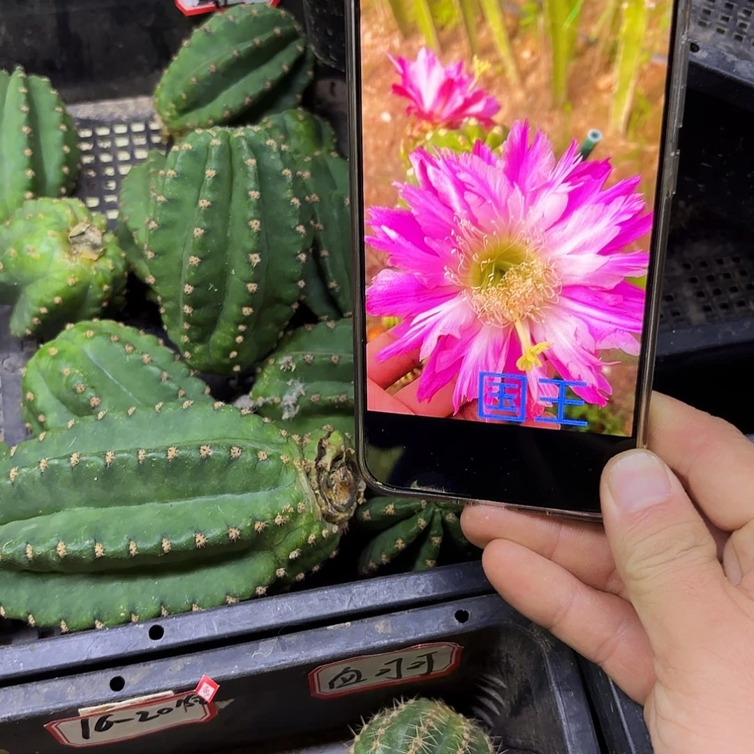 国王毛侧牙20包邮仙人球24