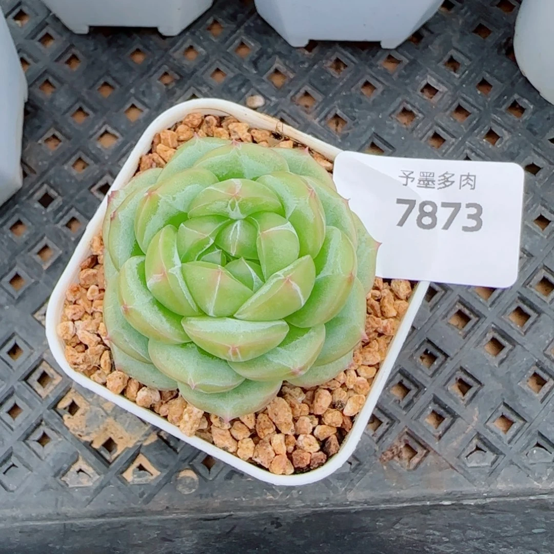 东***盼财富密码，7873多肉植物