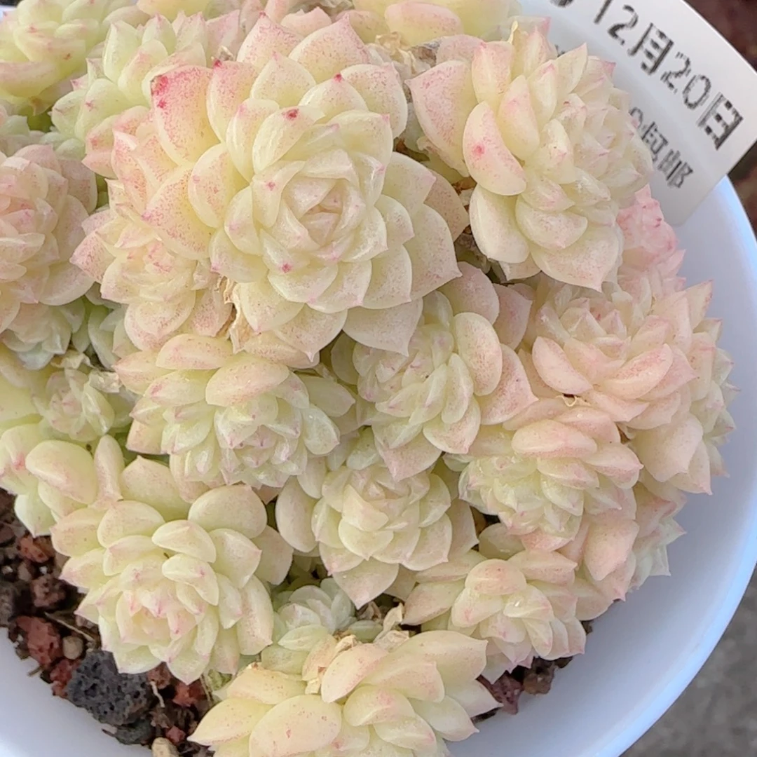 星***人花语多肉1220-236散