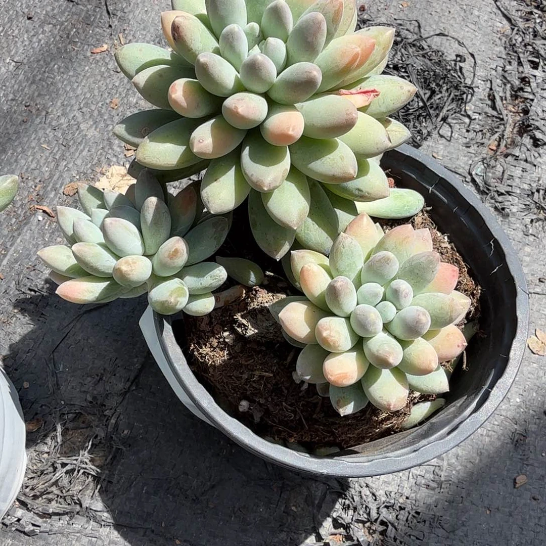 奶糖多肉一上午豆