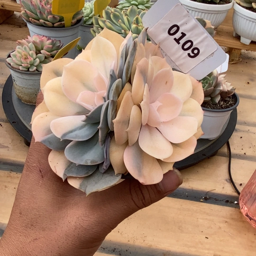 0109汉堡哈哈哈哈