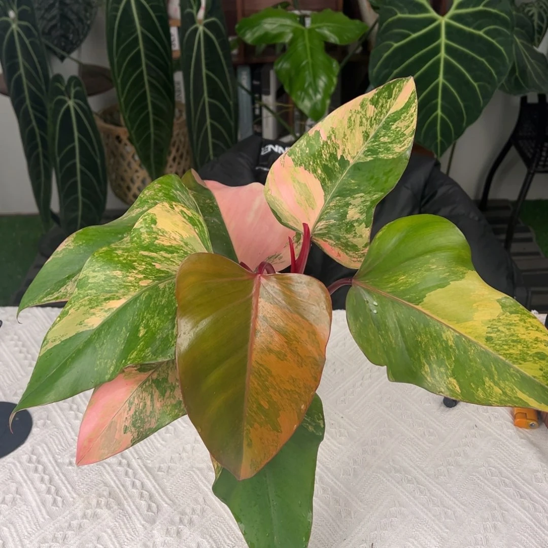 完全开放粉锦草莓奶昔