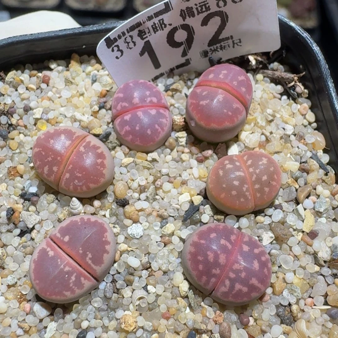 Zzzz生石花肉锥192