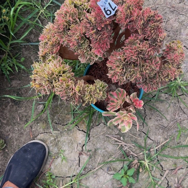 女巫花29-35包邮花花
