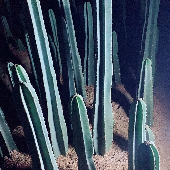 140+100+80+60公分左右脱土发货