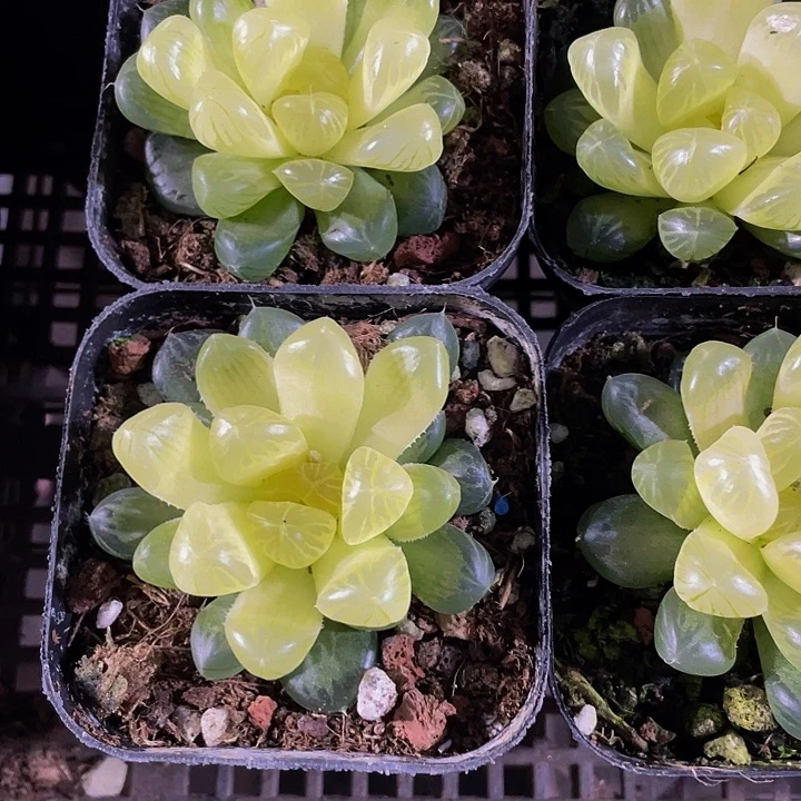 琥珀玉露4.8带盆