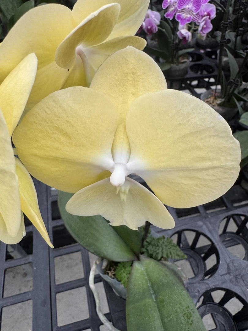 蝴蝶兰【星月单】鲜花盆栽室内观赏花花佛山基地直发好养易活