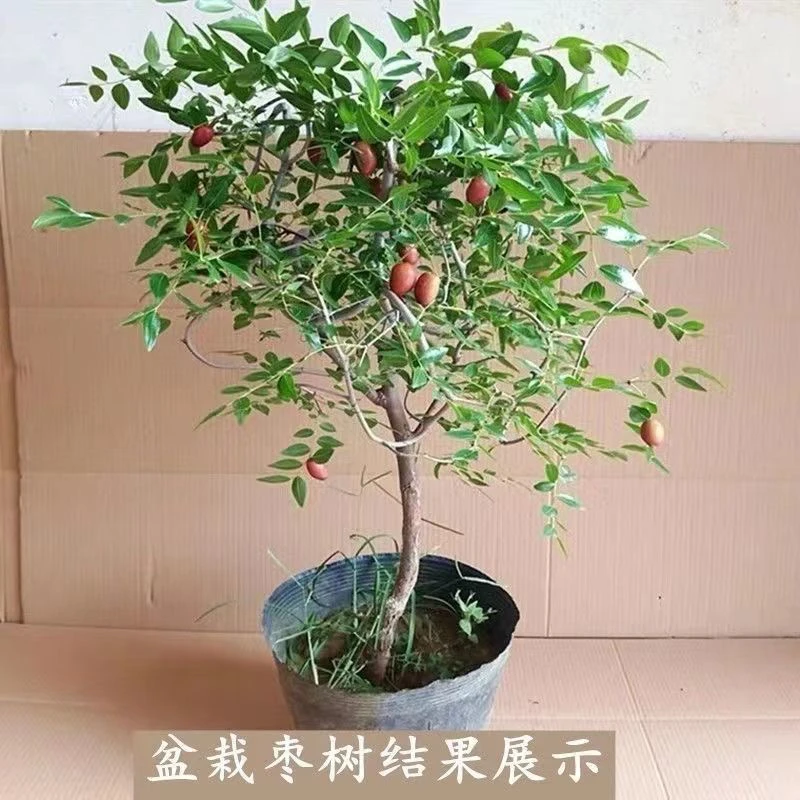 状元红多品嫁接枣树苗特大耐寒地栽庭院盆栽阳台南北方种植