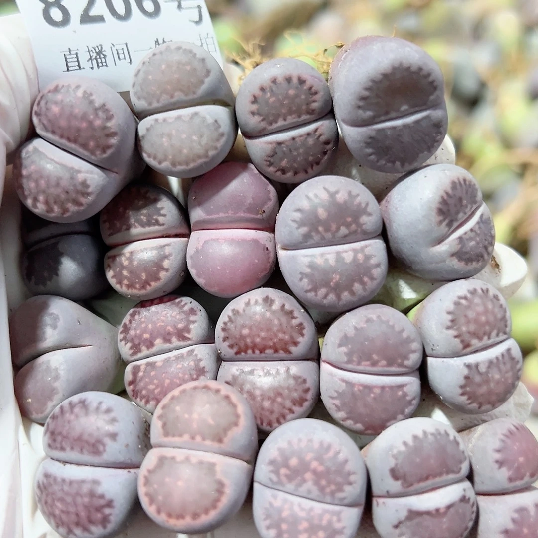 8206 好养易活生石花大母本19个