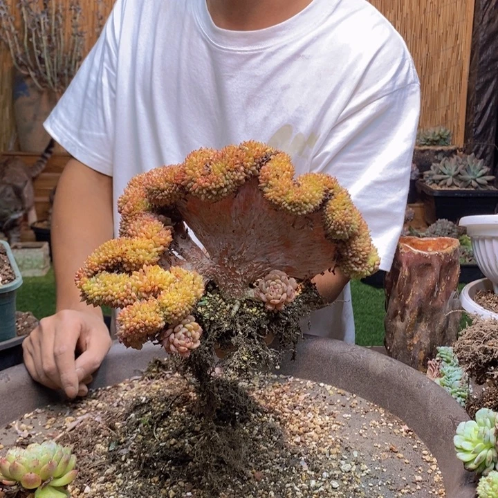 x***z66 号白胖子多肉植物