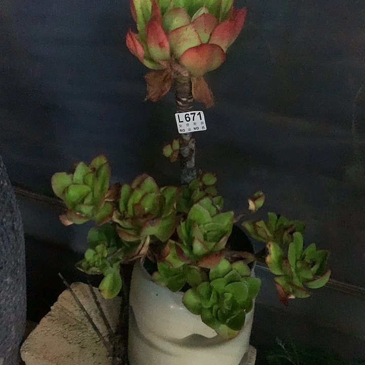 唐***啦红菱老桩 多肉植物 9.27号左右发