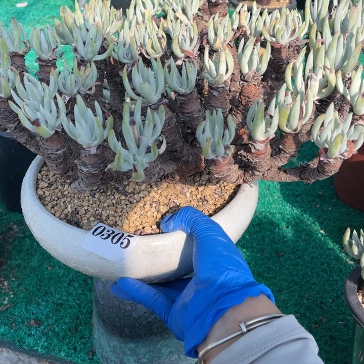 305号白鹭多肉植物
