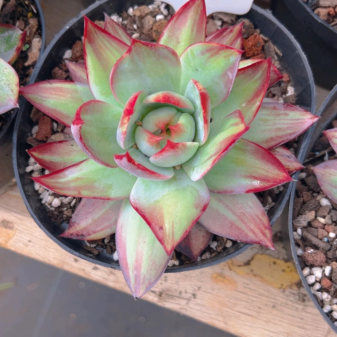 三***三惊鸿仙子一物一拍2616号