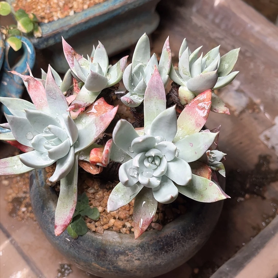 8761大花朵杂交瑕疵多肉