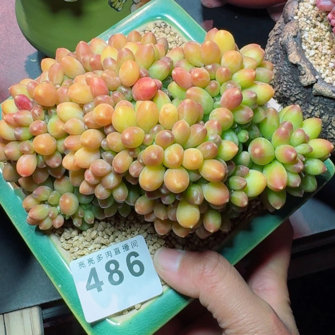 千黛田之松缀化      愿你一路坦途，乘风破浪展宏图