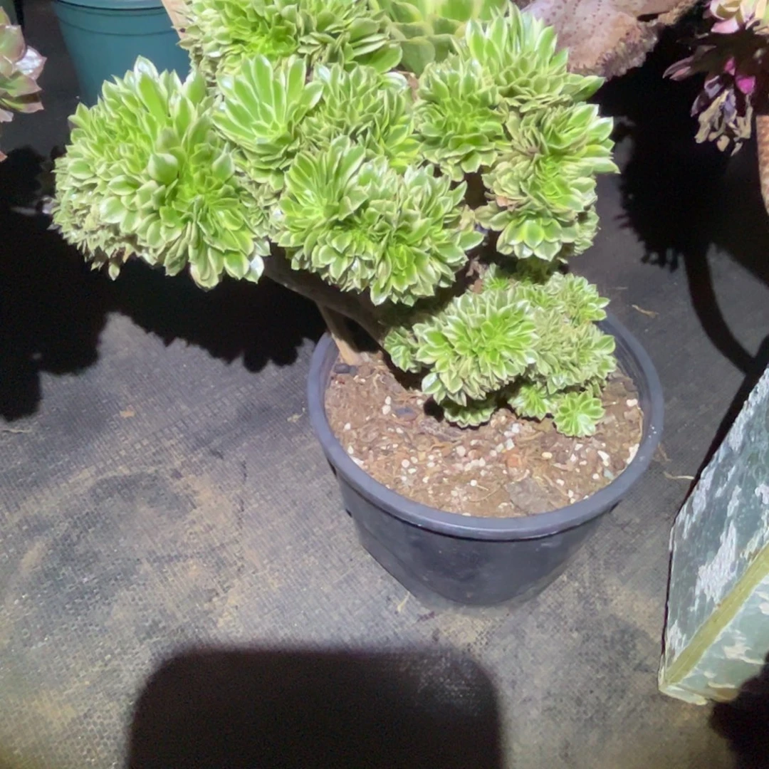 碧浪缀化老桩朵缀