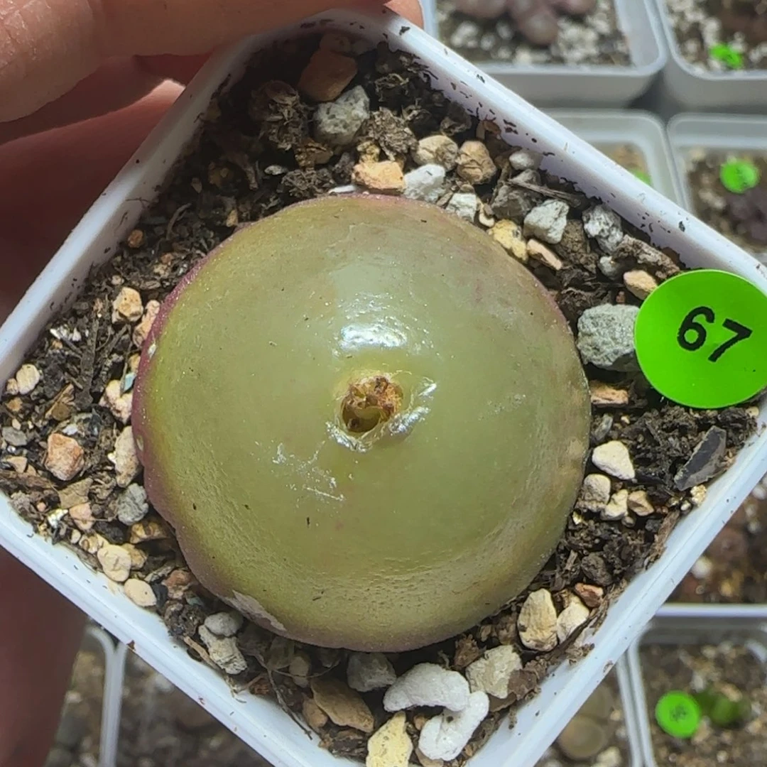灯泡3.4+多肉植物67
