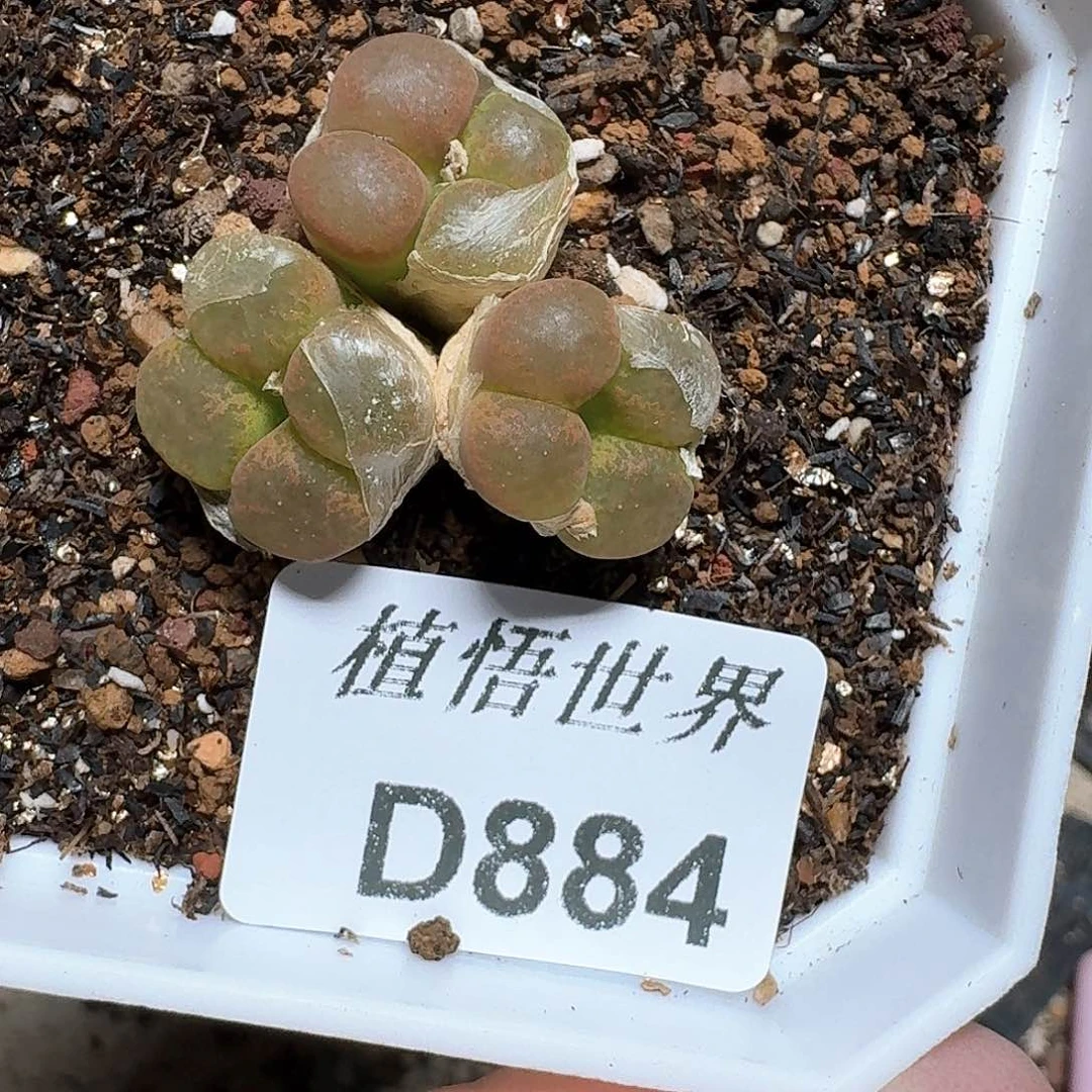 884号多肉植物哇成功