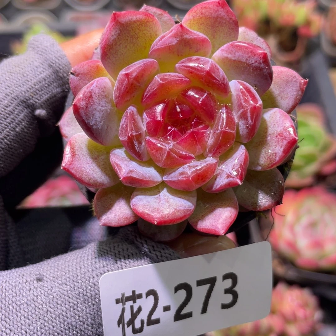 花利美2-273新品