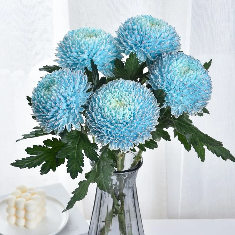 云南高端青花瓷多头牡丹菊水培鲜花客厅懒人好养高级插花花期长