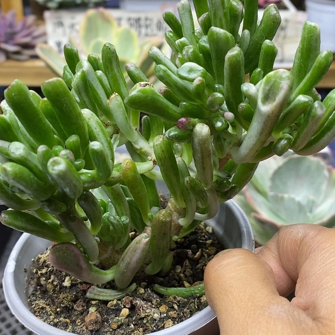 3140 吸财树锦自然群