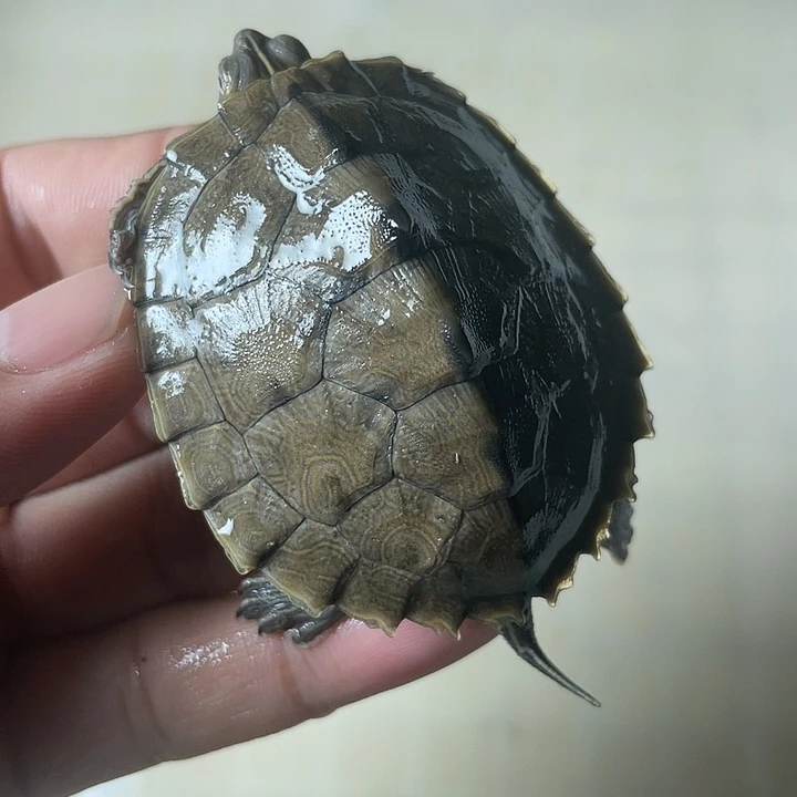 不分公母宠物龟地图