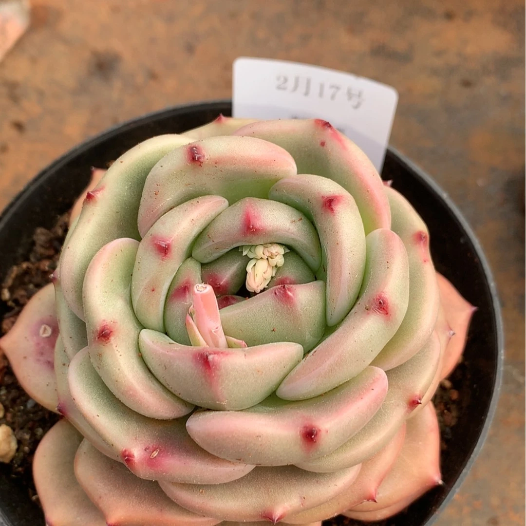 【闪购商品】云658