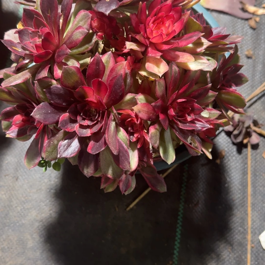 黑墨镜多肉植物老庄988