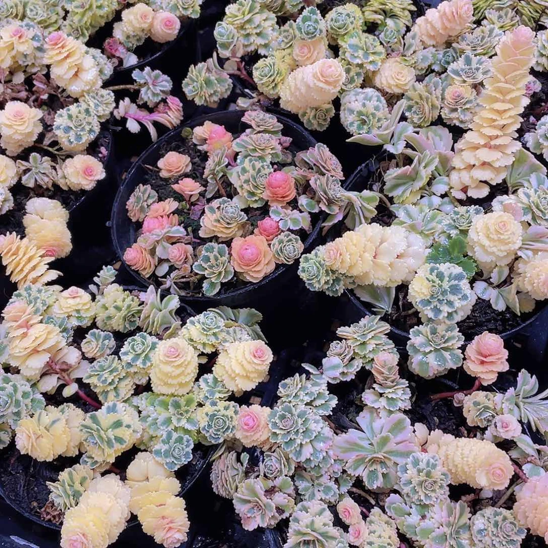 量拍77号 亚特兰蒂斯锦一盆