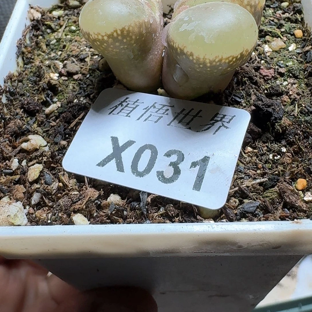 031盒多肉植物哇cv