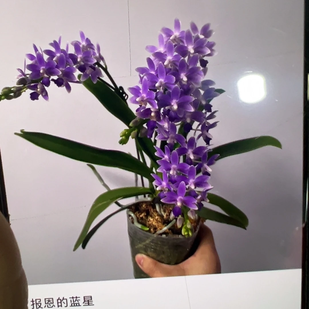当前无花栽培后可以开花蓝星新苗