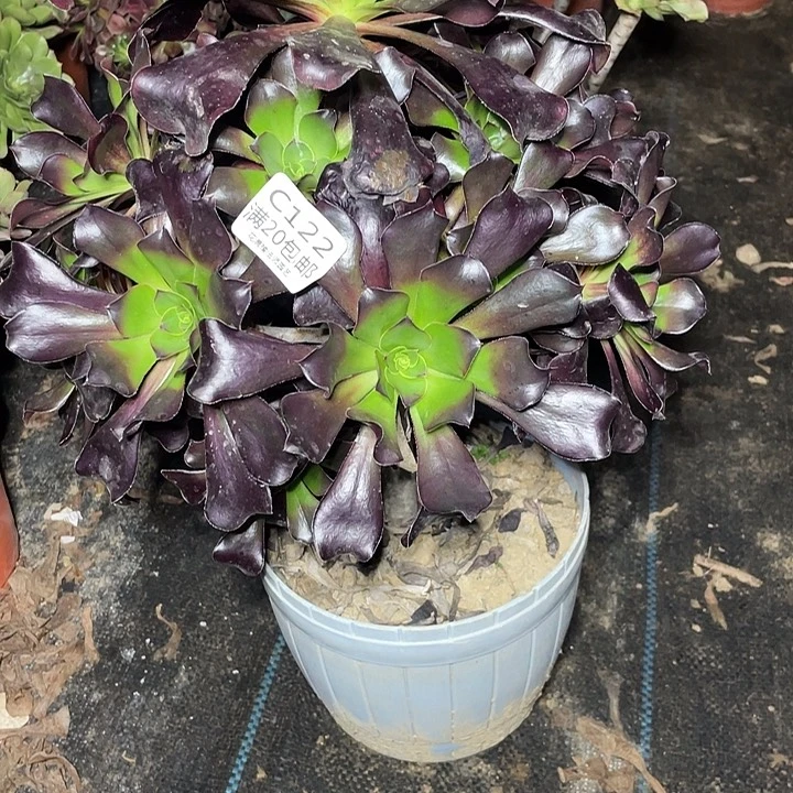 122巫都多肉法师多肉