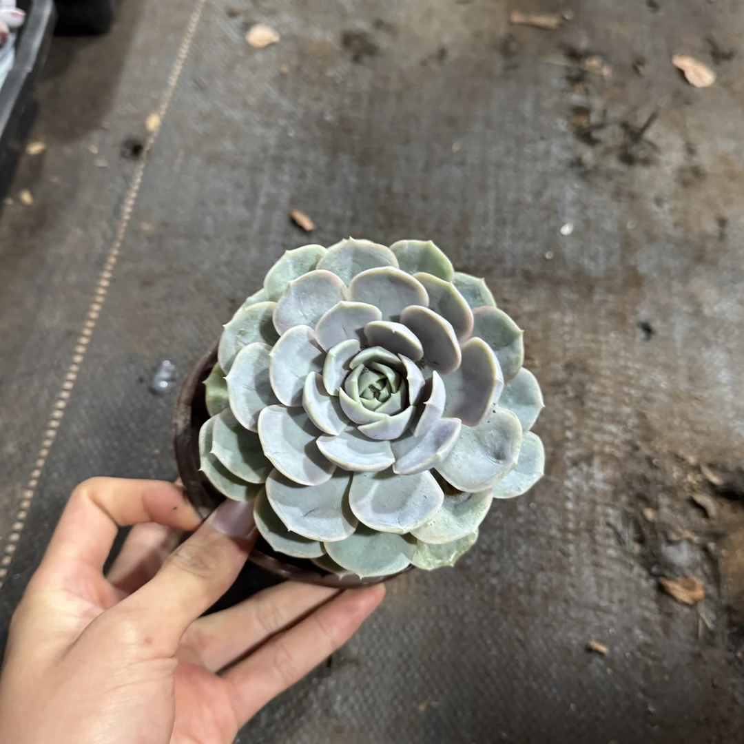 【任意两单包邮】蓝色惊喜阳台办公室庭院老桩盆栽多肉植物冰玉