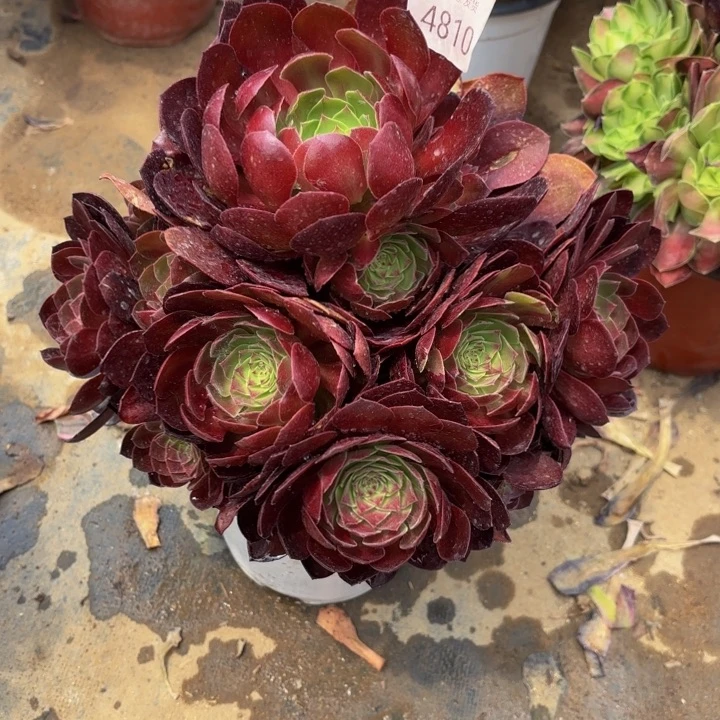 赤焰莲多肉处理不包断头4810