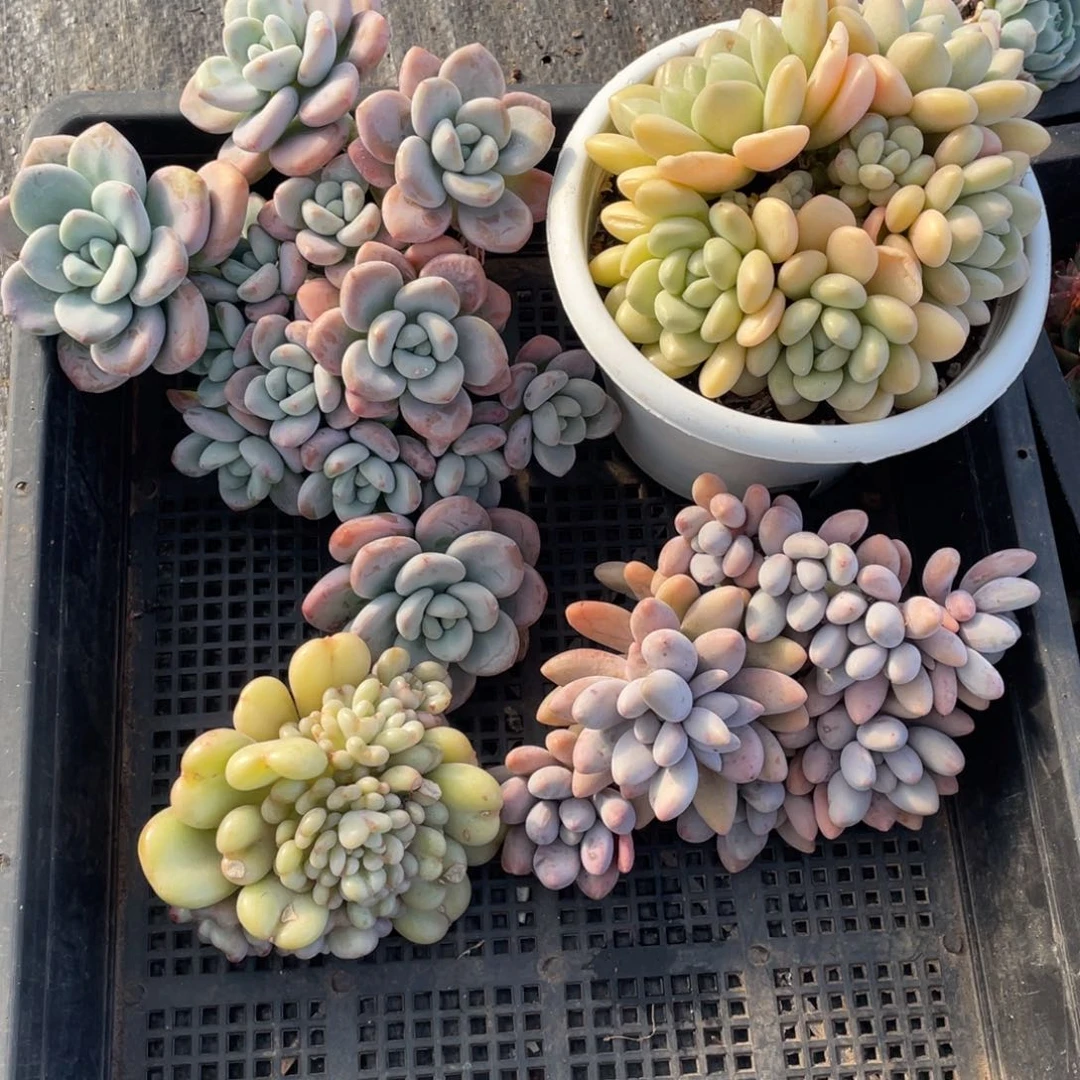 一物一拍 四棵一组