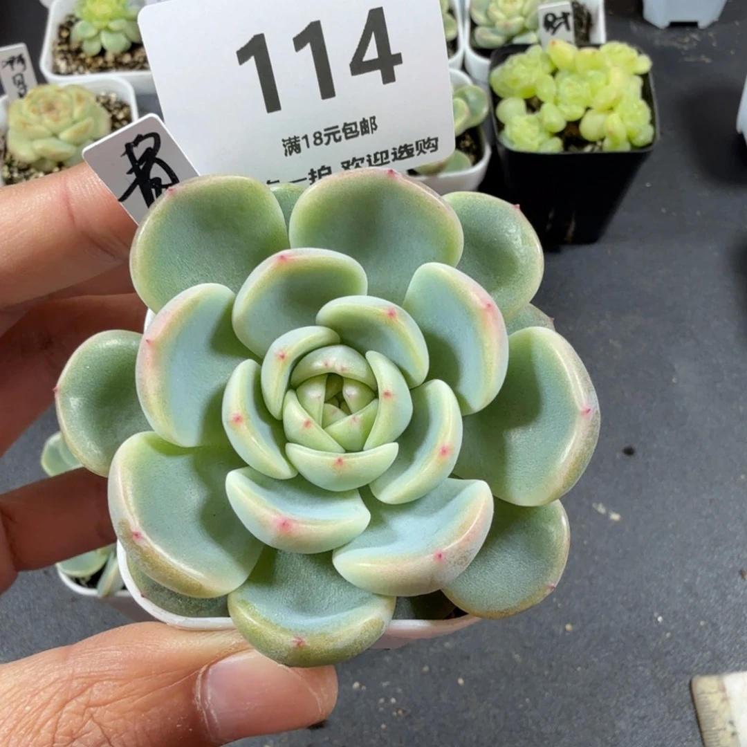 甜心青梅一物一拍114