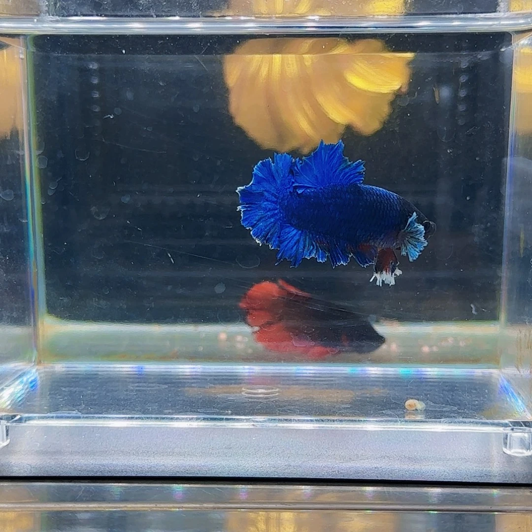 海水鱼小型活体观赏鱼好养耐活