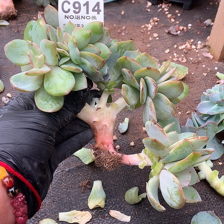 914 白凤缀化 满百送可爱玫瑰缀化