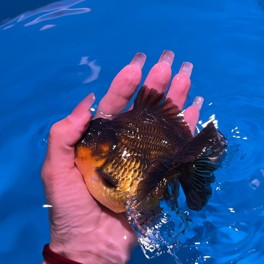 龙睛金鱼亚成红白短尾将军狮子