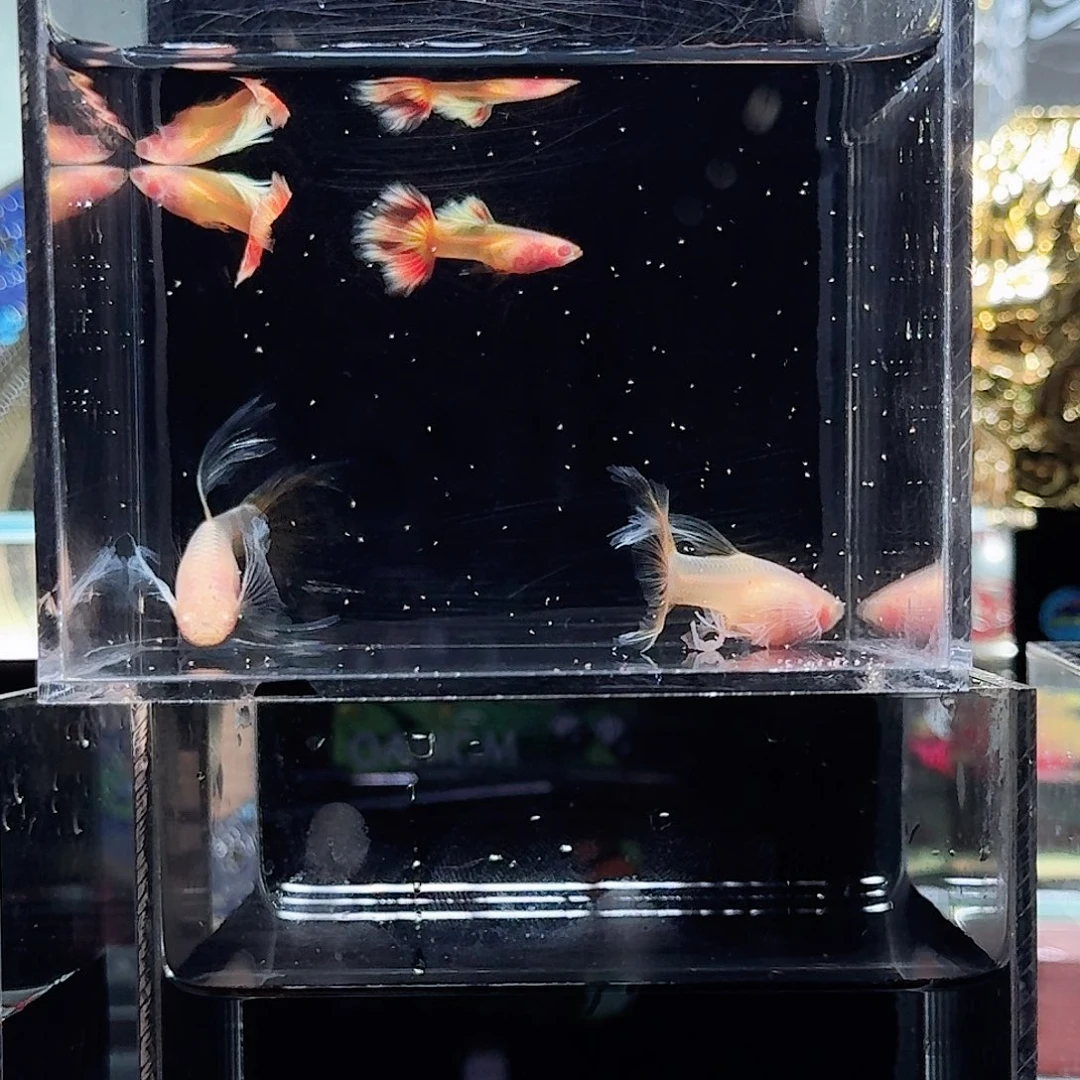 孔雀鱼卡曼橘玻璃体绣球两对
