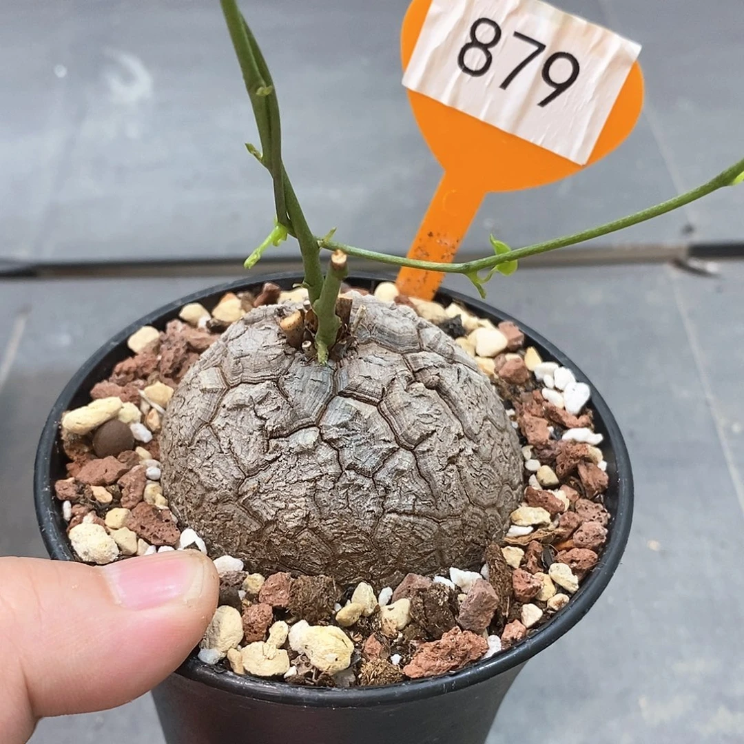 南非龟甲龙龟甲龙