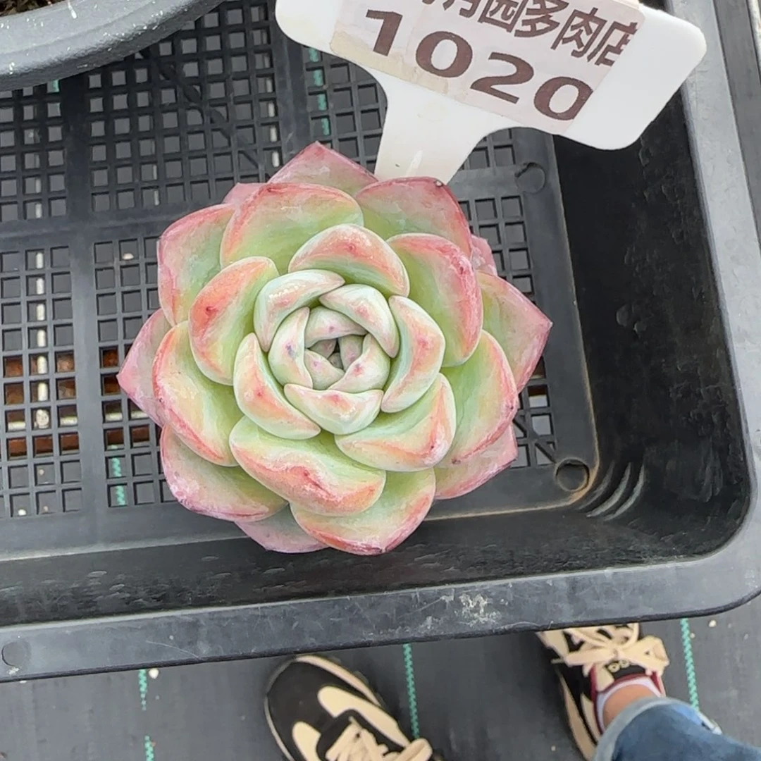 多肉植物1020带盆