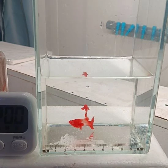 *****海水鱼35号双分水1对